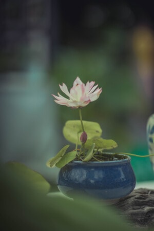 小荷花-荷花-静物-清新-文艺 图片素材