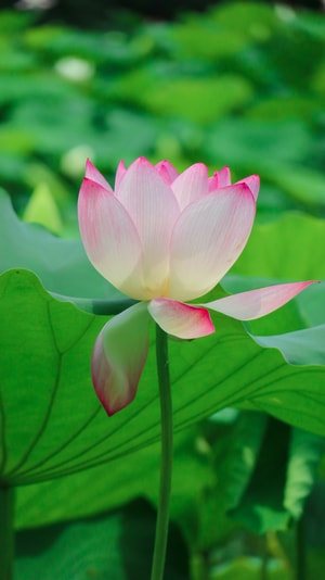壁纸-花-色彩-美图-摄影 图片素材