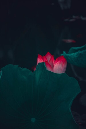 荷花-创意摄影人-美图-本来就是自然-艺术 图片素材