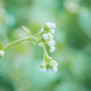 本来就是自然-花花草草-自然-花-花卉 图片素材