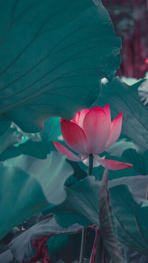 莲花-荷花-美图-创意摄影人-本来就是自然 图片素材