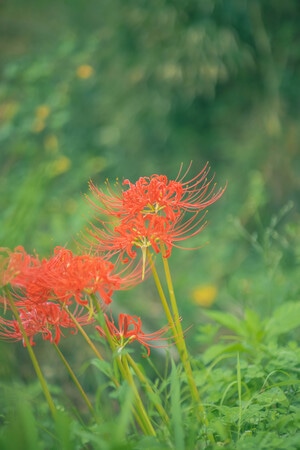 本来就是自然-风景-彼岸花-花-植物 图片素材