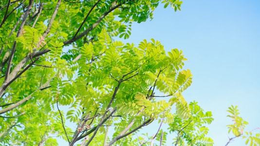 静物-清新-美图-本来就是自然-花花草草 图片素材