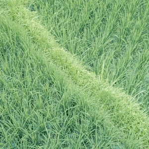 绿色-本来就是自然-清新-盛夏-田 图片素材