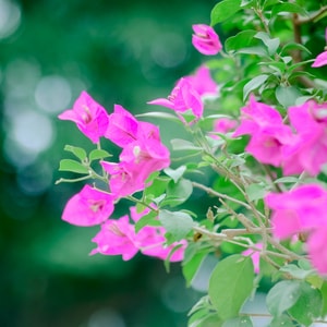 花花草草-花-自然-风景-摄影 图片素材