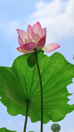 壁纸-花-色彩-美图-摄影 图片素材