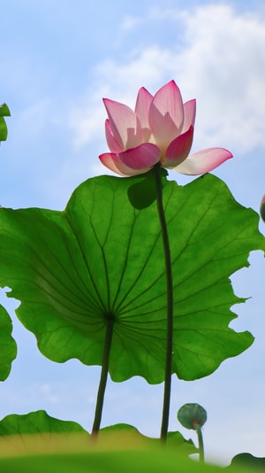 壁纸-花-色彩-美图-摄影 图片素材