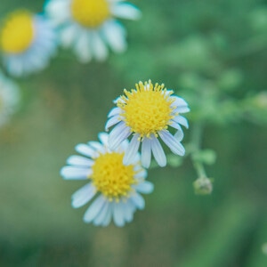 本来就是自然-花花草草-自然-花-花朵 图片素材