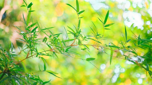 美图-自然-本来就是自然摄影-摄影-壁纸 图片素材