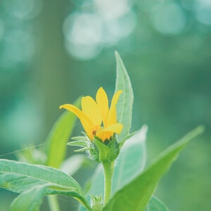 本来就是自然-花花草草-自然-花-花卉 图片素材