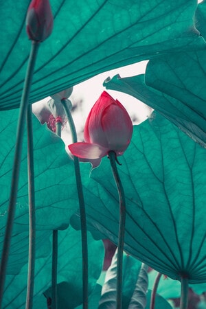 莲花-荷花-美图-创意摄影人-本来就是自然 图片素材