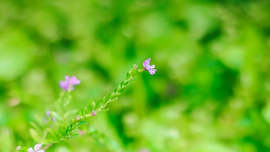 花花草草-创意摄影人-本来就是自然-树木-色彩 图片素材