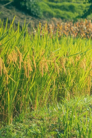 本来就是自然-水稻-水稻-植物-农作物 图片素材