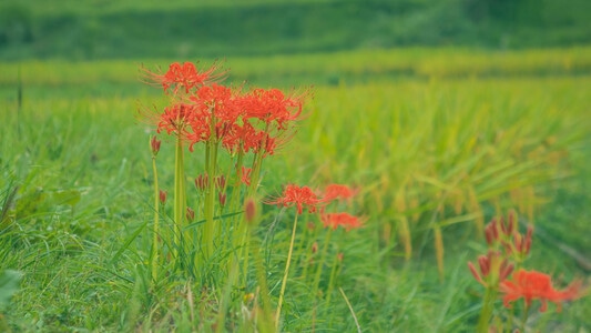 本来就是自然-风景-彼岸花-花-植物 图片素材