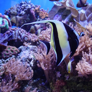 自然-美国加州-蒙特雷湾水族馆-海洋动物-小品 图片素材