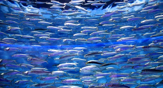 自然-美国加州-蒙特雷湾水族馆-海洋动物-小品 图片素材