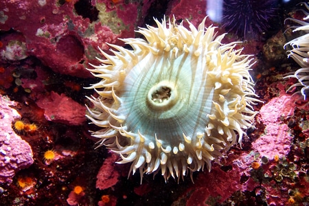 自然-美国加州-蒙特雷湾水族馆-海洋动物-小品 图片素材