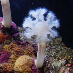 自然-美国加州-蒙特雷湾水族馆-海洋动物-小品 图片素材