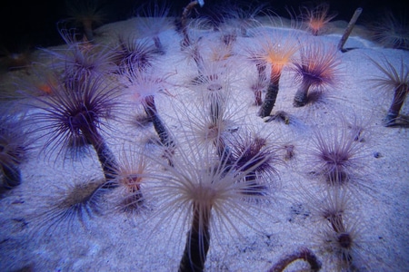 自然-美国加州-蒙特雷湾水族馆-海洋动物-小品 图片素材