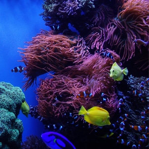 自然-美国加州-蒙特雷湾水族馆-海洋动物-小品 图片素材