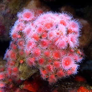 自然-美国加州-蒙特雷湾水族馆-海洋动物-小品 图片素材