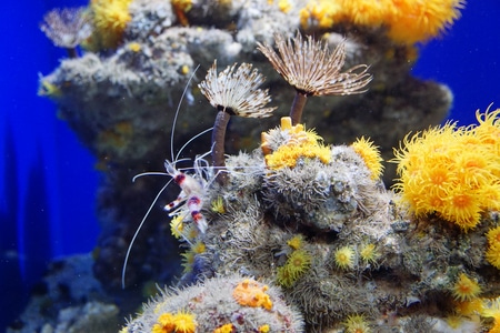 自然-美国加州-蒙特雷湾水族馆-海洋动物-小品 图片素材