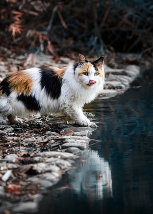 猫-萌宠-抓拍-呆萌-猫咪 图片素材