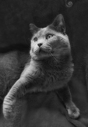 猫咪-喵星人-动物-有趣的瞬间-萌宠 图片素材