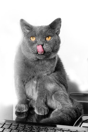 萌宠-蓝猫-动物-宠物-猫 图片素材