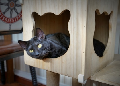 宅家-猫咪-猫-动物-宠物 图片素材