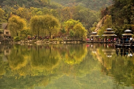 水上-黄叶-植物-风景-纪实 图片素材