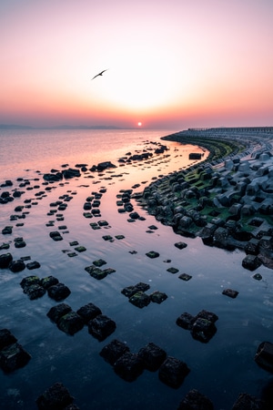 岩石-海滩-日出-海鸥-礁石 图片素材