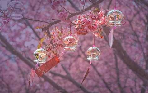 春日影像-花卉-樱花-花朵-花卉 图片素材