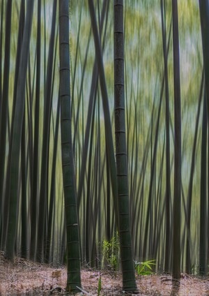 在路上-街拍-艺术底纹-竹林-竹子 图片素材