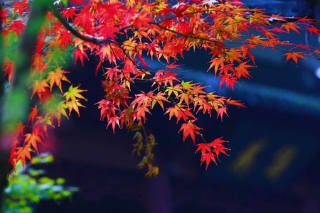 你好秋天-有趣的瞬间-枫叶-树叶-红叶 图片素材