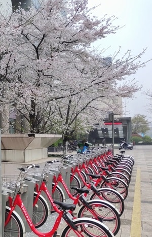 花卉-街拍-自行车-共享单车-单车 图片素材