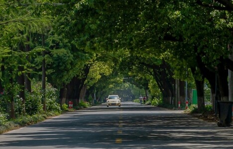 艺术底纹-街拍-道路-马路-树 图片素材