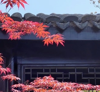 生活-街拍-屋檐-红叶-枫叶 图片素材