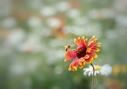 春日影像-街拍-蜜蜂-昆虫-花 图片素材