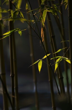疫情防控中的新年-你好2020-竹子-竹叶-植物 图片素材