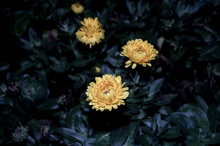 县城-花-春天-花朵-花 图片素材