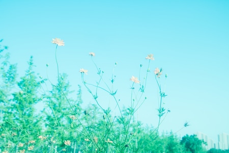 阳光正好-生命力-风光-街头-花 图片素材