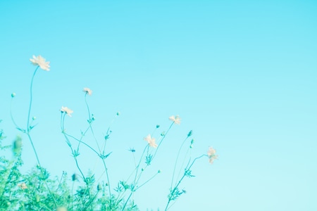 阳光正好-生命力-风光-街头-花 图片素材
