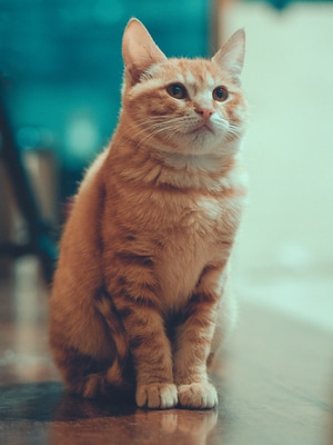 色彩-m43-猫-电脑传图-奥林巴斯 图片素材