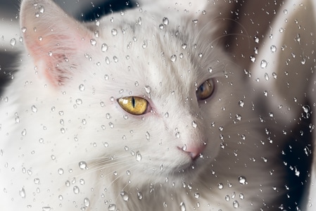 猫-安哥拉-动物-猫-宠物 图片素材