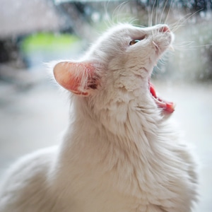 猫-动物-动物-猫-宠物猫 图片素材