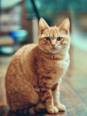 宅家-色彩-猫-电脑传图-暖色调 图片素材