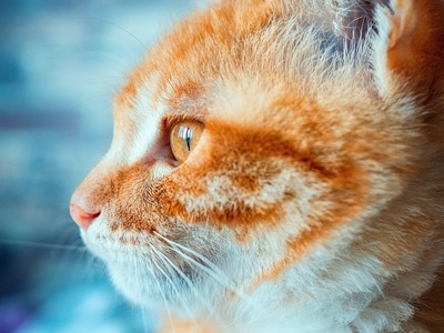 猫-色彩-电脑传图-宅家-m43 图片素材