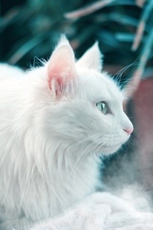 淡雅-富士-m43-猫-猫 图片素材
