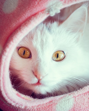 电脑传图-猫-色彩-猫-猫咪 图片素材